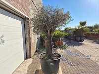 Olijfboom bonsai - olea europaea - 50 jaar oud - hoogte ca. 200 cm - afbeelding 6 van  6