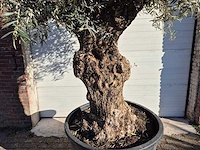 Olijfboom bonsai - olea europaea - 50 jaar oud - hoogte ca. 200 cm - afbeelding 2 van  6