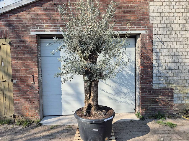 Olijfboom bonsai - olea europaea - 50 jaar oud - hoogte ca. 200 cm - afbeelding 1 van  6