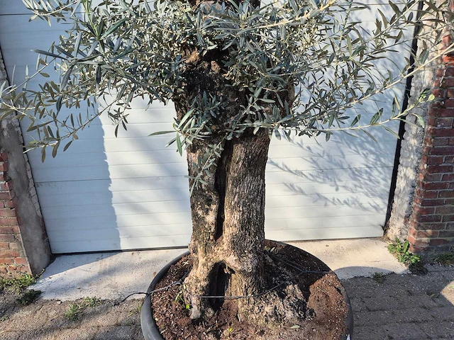 Olijfboom bonsai - olea europaea - 50 jaar oud - hoogte ca. 200 cm - afbeelding 2 van  6