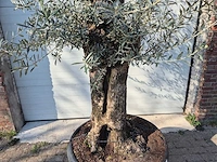 Olijfboom bonsai - olea europaea - 50 jaar oud - hoogte ca. 200 cm - afbeelding 2 van  6