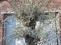 Olijfboom bonsai - olea europaea - 50 jaar oud - hoogte ca. 200 cm - afbeelding 3 van  6