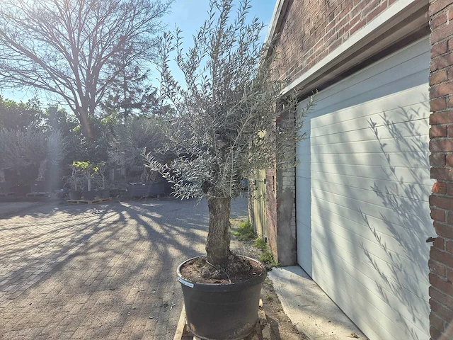 Olijfboom bonsai - olea europaea - 50 jaar oud - hoogte ca. 200 cm - afbeelding 4 van  6