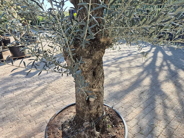 Olijfboom bonsai - olea europaea - 50 jaar oud - hoogte ca. 200 cm - afbeelding 5 van  6