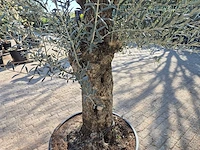 Olijfboom bonsai - olea europaea - 50 jaar oud - hoogte ca. 200 cm - afbeelding 5 van  6