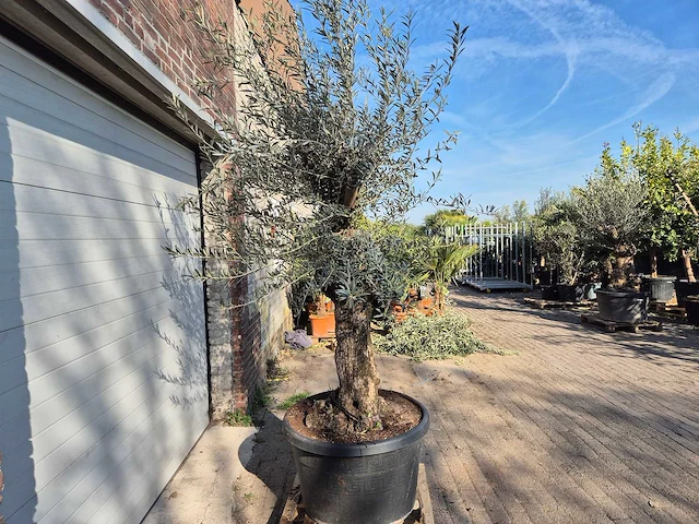 Olijfboom bonsai - olea europaea - 50 jaar oud - hoogte ca. 200 cm - afbeelding 6 van  6