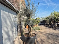 Olijfboom bonsai - olea europaea - 50 jaar oud - hoogte ca. 200 cm - afbeelding 6 van  6
