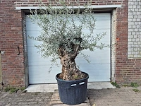 Olijfboom bonsai - olea europaea - 50 jaar oud - hoogte ca. 200 cm - afbeelding 1 van  5