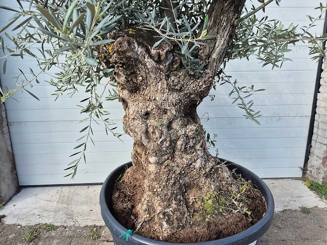 Olijfboom bonsai - olea europaea - 50 jaar oud - hoogte ca. 200 cm - afbeelding 2 van  5