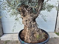 Olijfboom bonsai - olea europaea - 50 jaar oud - hoogte ca. 200 cm - afbeelding 2 van  5