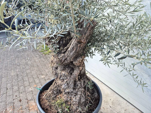 Olijfboom bonsai - olea europaea - 50 jaar oud - hoogte ca. 200 cm - afbeelding 3 van  5