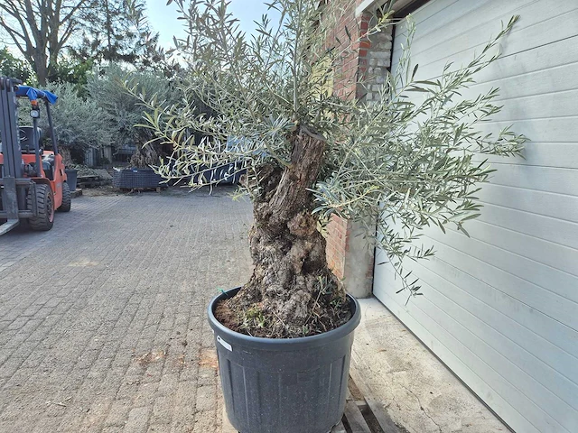 Olijfboom bonsai - olea europaea - 50 jaar oud - hoogte ca. 200 cm - afbeelding 4 van  5