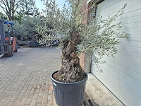 Olijfboom bonsai - olea europaea - 50 jaar oud - hoogte ca. 200 cm - afbeelding 4 van  5