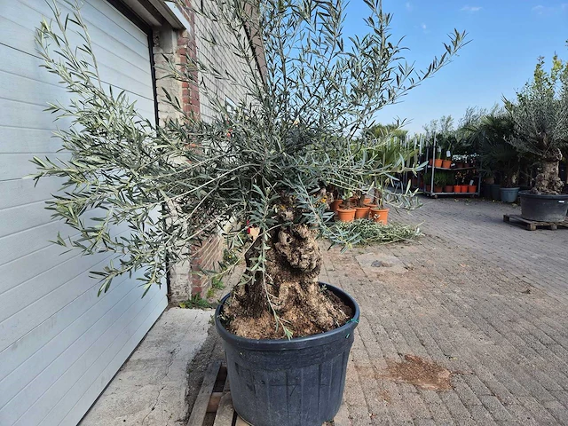 Olijfboom bonsai - olea europaea - 50 jaar oud - hoogte ca. 200 cm - afbeelding 5 van  5