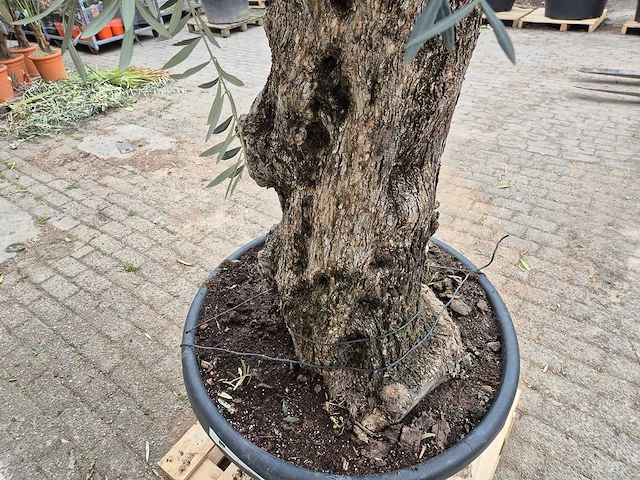 Olijfboom bonsai - olea europaea - 50 jaar oud - hoogte ca. 220 cm - afbeelding 5 van  7