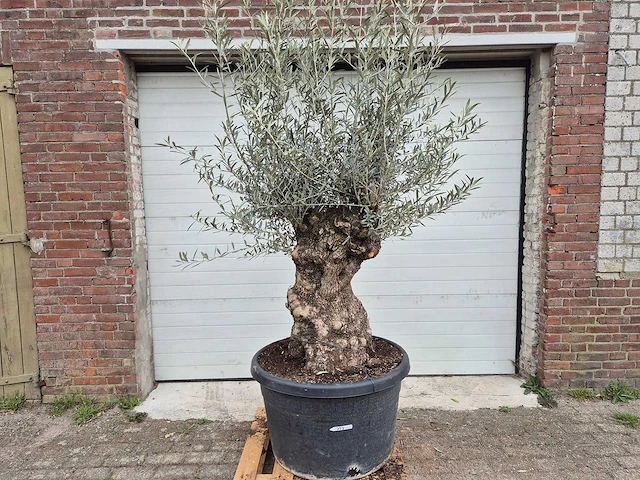 Olijfboom bonsai - olea europaea - 50 jaar oud - hoogte ca. 220 cm - afbeelding 1 van  6