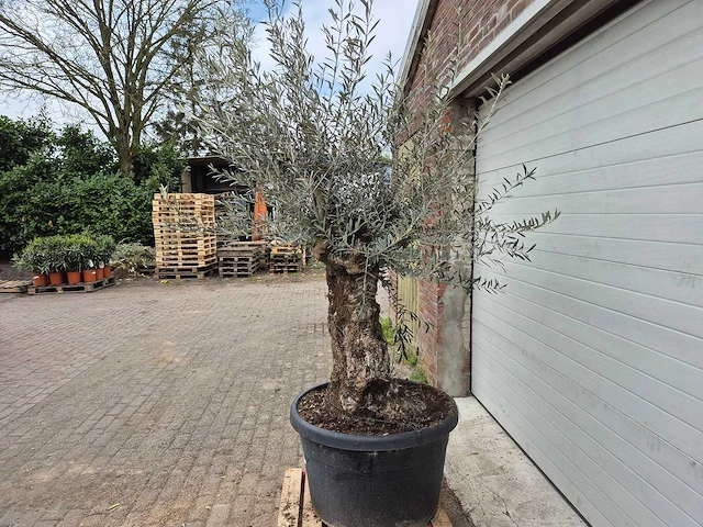 Olijfboom bonsai - olea europaea - 50 jaar oud - hoogte ca. 220 cm - afbeelding 3 van  5