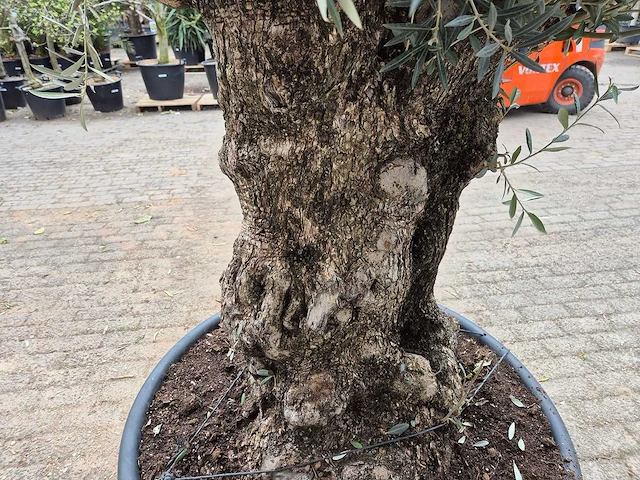 Olijfboom bonsai - olea europaea - 50 jaar oud - hoogte ca. 220 cm - afbeelding 4 van  5