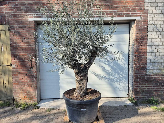 Olijfboom bonsai - olea europaea - 50 jaar oud - hoogte ca. 220 cm - afbeelding 1 van  7