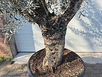 Olijfboom bonsai - olea europaea - 50 jaar oud - hoogte ca. 220 cm - afbeelding 2 van  7