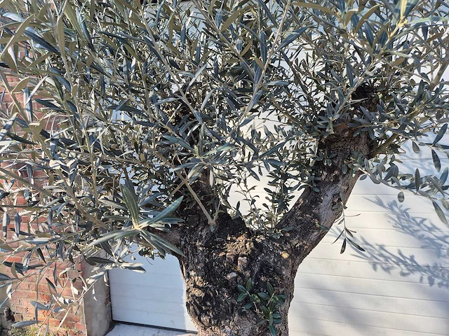 Olijfboom bonsai - olea europaea - 50 jaar oud - hoogte ca. 220 cm - afbeelding 3 van  7