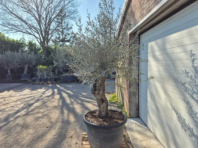 Olijfboom bonsai - olea europaea - 50 jaar oud - hoogte ca. 220 cm - afbeelding 4 van  7