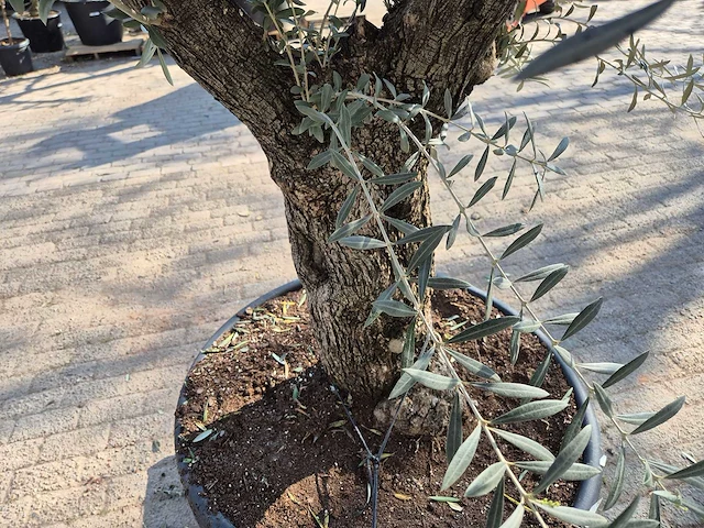 Olijfboom bonsai - olea europaea - 50 jaar oud - hoogte ca. 220 cm - afbeelding 5 van  7