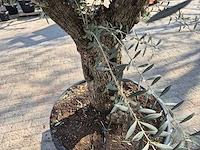 Olijfboom bonsai - olea europaea - 50 jaar oud - hoogte ca. 220 cm - afbeelding 5 van  7