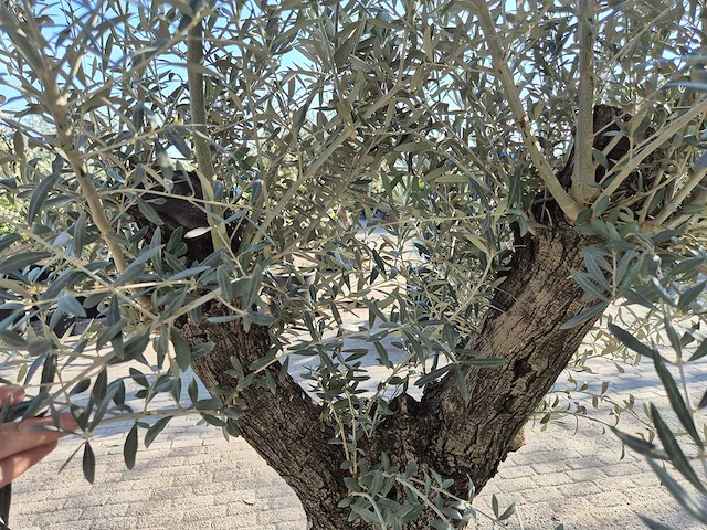 Olijfboom bonsai - olea europaea - 50 jaar oud - hoogte ca. 220 cm - afbeelding 6 van  7