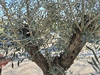 Olijfboom bonsai - olea europaea - 50 jaar oud - hoogte ca. 220 cm - afbeelding 6 van  7