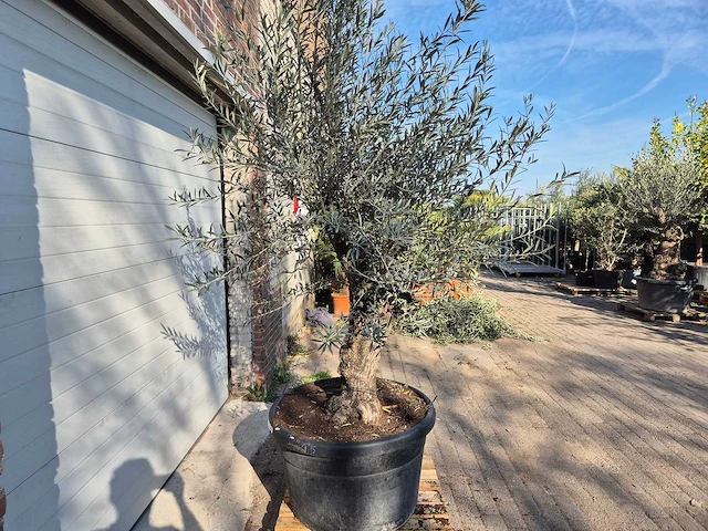 Olijfboom bonsai - olea europaea - 50 jaar oud - hoogte ca. 220 cm - afbeelding 7 van  7