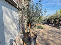 Olijfboom bonsai - olea europaea - 50 jaar oud - hoogte ca. 220 cm - afbeelding 7 van  7