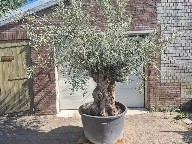 Olijfboom bonsai - olea europaea - 50 jaar oud - hoogte ca. 220 cm - afbeelding 1 van  6