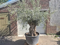 Olijfboom bonsai - olea europaea - 50 jaar oud - hoogte ca. 220 cm - afbeelding 1 van  6