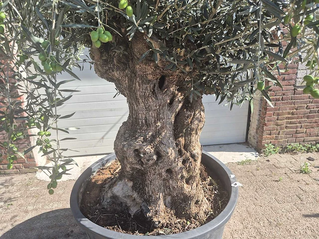 Olijfboom bonsai - olea europaea - 50 jaar oud - hoogte ca. 220 cm - afbeelding 2 van  6