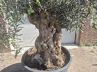 Olijfboom bonsai - olea europaea - 50 jaar oud - hoogte ca. 220 cm - afbeelding 2 van  6