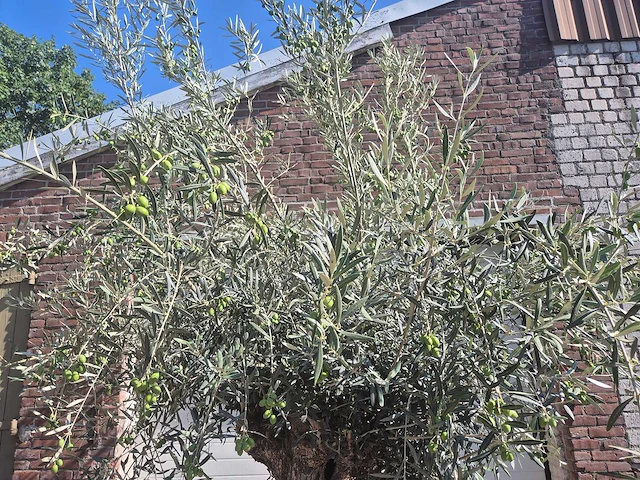 Olijfboom bonsai - olea europaea - 50 jaar oud - hoogte ca. 220 cm - afbeelding 3 van  6