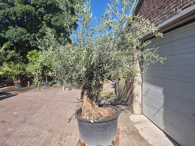 Olijfboom bonsai - olea europaea - 50 jaar oud - hoogte ca. 220 cm - afbeelding 4 van  6