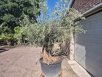 Olijfboom bonsai - olea europaea - 50 jaar oud - hoogte ca. 220 cm - afbeelding 4 van  6