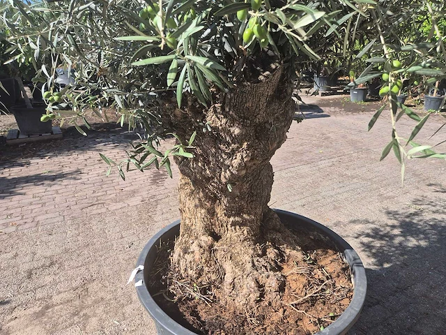 Olijfboom bonsai - olea europaea - 50 jaar oud - hoogte ca. 220 cm - afbeelding 5 van  6