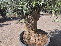 Olijfboom bonsai - olea europaea - 50 jaar oud - hoogte ca. 220 cm - afbeelding 5 van  6