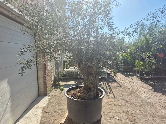 Olijfboom bonsai - olea europaea - 50 jaar oud - hoogte ca. 220 cm - afbeelding 6 van  6