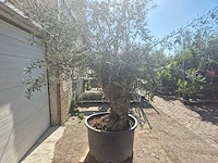 Olijfboom bonsai - olea europaea - 50 jaar oud - hoogte ca. 220 cm - afbeelding 6 van  6