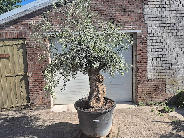Olijfboom bonsai - olea europaea - 50 jaar oud - hoogte ca. 220 cm - afbeelding 1 van  6
