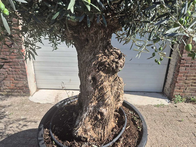 Olijfboom bonsai - olea europaea - 50 jaar oud - hoogte ca. 220 cm - afbeelding 2 van  6