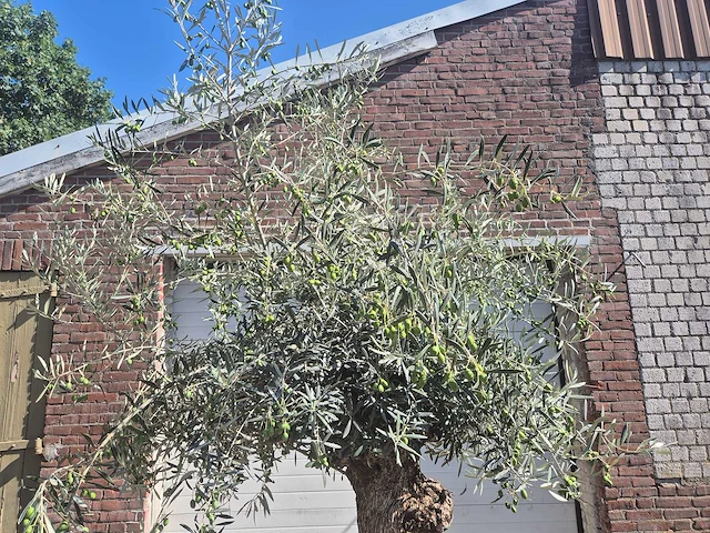 Olijfboom bonsai - olea europaea - 50 jaar oud - hoogte ca. 220 cm - afbeelding 3 van  6