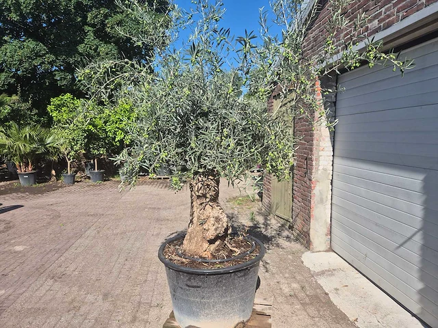 Olijfboom bonsai - olea europaea - 50 jaar oud - hoogte ca. 220 cm - afbeelding 4 van  6
