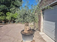 Olijfboom bonsai - olea europaea - 50 jaar oud - hoogte ca. 220 cm - afbeelding 4 van  6