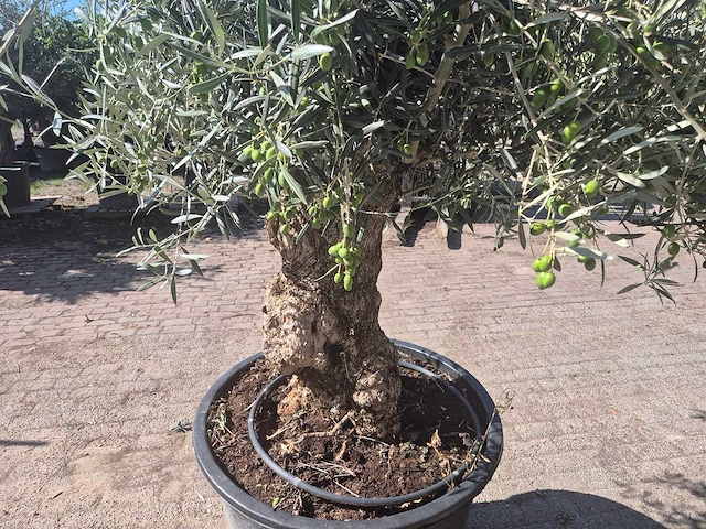 Olijfboom bonsai - olea europaea - 50 jaar oud - hoogte ca. 220 cm - afbeelding 5 van  6