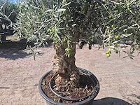 Olijfboom bonsai - olea europaea - 50 jaar oud - hoogte ca. 220 cm - afbeelding 5 van  6